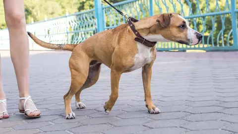 Este es el truco definitivo para que tu perro no te tire de la correa