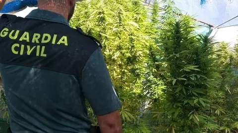 Plantaci&oacute;n de marihuana en Sevilla