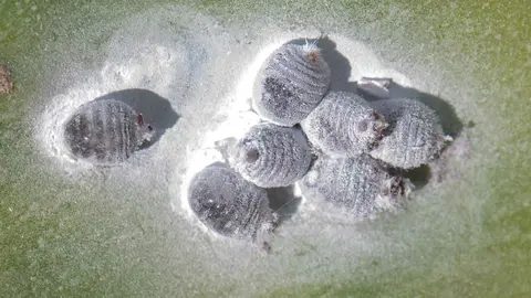 Este es el insecto que Espa&ntilde;a vend&iacute;a al mundo y val&iacute;a m&aacute;s que el oro, la cochinilla de carm&iacute;n