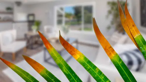 Esta es la raz&oacute;n por la que se secan las puntas de las hojas de tus plantas en casa