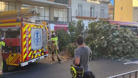 accidente arbol autobus sevilla