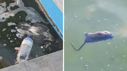 Aparecen ratas muertas en una de las fuentes m&aacute;s tur&iacute;sticas de Jerez