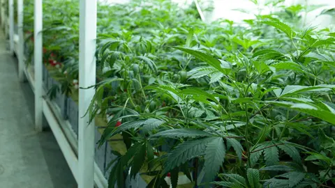 Marihuana intervenida en un invernadero de El Ejido