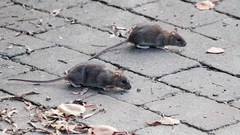 Las ratas campan a sus anchas por un Jerez calificado como la ciudad m&aacute;s sucia de Espa&ntilde;a 