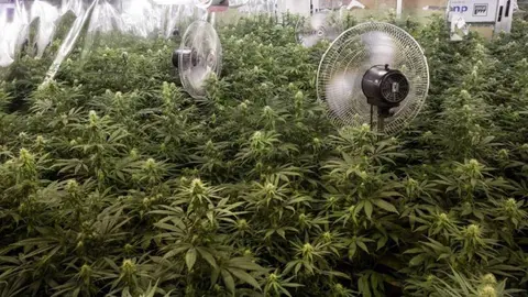 Marihuana incautada en Granada