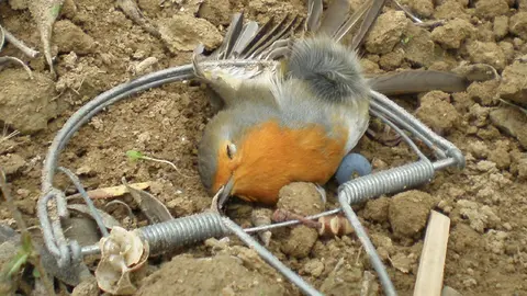 Un hombre ha sido pillado con diez aves