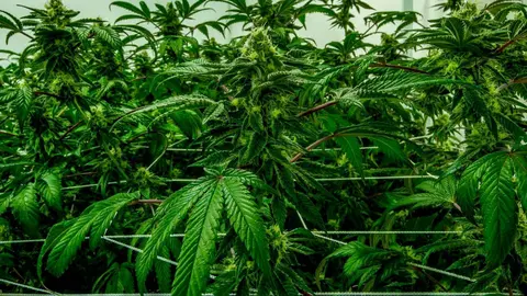 Cultivo de marihuana en M&aacute;laga