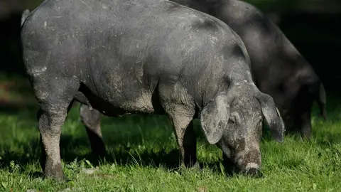 Estas son las bellotas que come un cerdo para ser ib&eacute;rico de la m&aacute;xima calidad