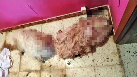 Dos perros muertos a navajazos en Santaella, C&oacute;rdoba