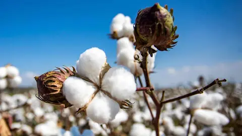 5 maneras de utilizar el algod&oacute;n