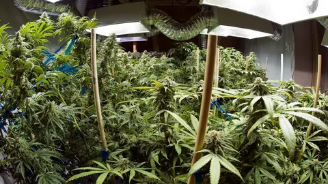 Cultivo de marihuana en casas de Ja&eacute;n