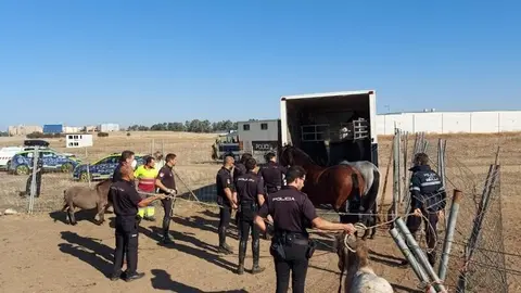 
<p>   SEVILLA, 27 (EUROPA PRESS)</p>
<p>   El Ayuntamiento de Sevilla, a trav&eacute;s del Centro Municipal de Protecci&oacute;n y Control Animal, adscrito a la Delegaci&oacute;n de Bienestar Social, Empleo y Planes Integrales de Transformaci&oacute;n Social, y en una actuaci&oacute;n conjunta con la Polic&iacute;a Local y la Polic&iacute;a Nacional, ha intervenido cinco &eacute;quidos que se encontraban en situaci&oacute;n de abandono.</p>
<p>   En concreto, tal como detalla el Ayuntamiento a Europa Press, se trata de tres caballos y dos ponis que se encontraban en las inmediaciones del barrio de Torreblanca sin atenci&oacute;n ni control alguno, con invasi&oacute;n de zonas verdes y con riesgo de peligro para la poblaci&oacute;n. Algunos de ellos portaban microchip de identificaci&oacute;n, mientras que otros carec&iacute;an de &eacute;l.</p>
<p>   Todos han sido trasladados al Centro Municipal de Protecci&oacute;n y Control Animal, donde est&aacute;n siendo atendidos por los veterinarios municipales, y se ha iniciado una investigaci&oacute;n para localizar al propietario e iniciar el correspondiente expediente sancionador por abandono. Si no fuera localizado, entrar&iacute;an en el programa municipal de adopci&oacute;n de animales, para lo que existe incluso una lista de espera en el caso de los caballos. En principio, los cinco &eacute;quidos no presentan problemas de desnutrici&oacute;n ni deshidrataci&oacute;n, al haberse alimentado de pastos de los alrededores.</p>
<p>   El delegado de Bienestar Social, Empleo y Planes Integrales de Transformaci&oacute;n Social, el socialista Juan Manuel Flores, ha felicitado al equipo de Zoonosis del Centro Municipal de Protecci&oacute;n y Control Animal y a los agentes de la Polic&iacute;a Local y de la Polic&iacute;a Nacional por esta intervenci&oacute;n. "Llamo a la responsabilidad de los propietarios para evitar este tipo de abandono que, adem&aacute;s del maltrato animal que suponen, acarrean da&ntilde;os en las zonas verdes y arboladas y pueden entra&ntilde;ar un riesgo para la poblaci&oacute;n. Si no pueden hacerse cargo de ellos, tan s&oacute;lo tienen que ponerse en contacto con el Centro Municipal de Protecci&oacute;n y Control Animal", ha subrayado.</p>
      