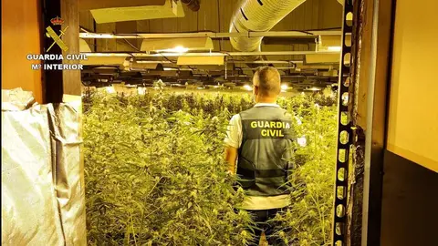 
<p>   LUCENA (C&Oacute;RDOBA), 28 (EUROPA PRESS)</p>
<p>   La Guardia Civil ha desmantelado la mayor plantaci&oacute;n clandestina de producci&oacute;n y elaboraci&oacute;n de marihuana hasta la fecha en la provincia de C&oacute;rdoba, que estaba camuflada en el interior de una nave industrial del t&eacute;rmino municipal de Lucena, donde se han intervenido 320 kilos de dicha sustancia estupefaciente y otros 32 kilos de cogollos.</p>
<p>   Seg&uacute;n ha detallado la Benem&eacute;rita en una nota, la fase de explotaci&oacute;n de la operaci&oacute;n 'Bitki' ha propiciado el desmantelamiento de una plantaci&oacute;n 'indoor' de producci&oacute;n intensiva de marihuana en Lucena, la detenci&oacute;n de cinco personas, cuatro de las cuales han ingresado en prisi&oacute;n por su presunta implicaci&oacute;n en los delitos de elaboraci&oacute;n y cultivo de drogas y defraudaci&oacute;n de fluido el&eacute;ctrico. tres de los detenidos son de nacionalidad extranjera y los otros dos, espa&ntilde;oles, con residencia en Lucena.</p>
<p>   La operaci&oacute;n se inici&oacute; en el mes de septiembre tras tener conocimiento los agentes de que en una nave ubicada en el kil&oacute;metro 3 de la A-331 (Lucena-Rute) supuestamente se dedicaban a producir marihuana de manera intensiva y en cantidades suficientes como para, incluso, abastecer de esta droga a numerosas localidades de la provincia.</p>
<p>   En la fase de investigaci&oacute;n se ha determinado que la nave industrial carec&iacute;a de actividad, estando alquilada a una persona de nacionalidad extranjera y que la misma estaba partida en dos zonas y que del cuarto de aseo ubicado en la parte dedicada a taller mec&aacute;nico sal&iacute;a una tuber&iacute;a que tras recorrer la instalaci&oacute;n se adentraba en la otra parte de la nave, a la que s&oacute;lo se pod&iacute;a acceder desde el exterior.</p>
<p>   Confirmadas las sospechas, se solicit&oacute; de la autoridad judicial auto de entrada y registro para la citada nave, cuyas ventanas se encontraban tapiadas, para impedir la salida de olores y su detecci&oacute;n, de modo que localizaron en el interior a tres personas de nacionalidad extranjera, que efectuaban las veces de guarder&iacute;a y mantenimiento de la plantaci&oacute;n.</p>
<p>   Igualmente, el Instituto Armado hall&oacute; dos plantaciones intensivas de 'Cannabis Sativa' (Marihuana), tipo 'indoor', con 2.445 plantas cultivadas, en fase de crecimiento, que arrojaron un peso de 320 kilos, as&iacute; como otros 32 kilos de cogollos, numeroso material y efectos que formaban parte de un complejo y sofisticado sistema de elaboraci&oacute;n y cultivo para la marihuana, tales como extractores, medidores de temperatura, generadores de corriente, focos, b&aacute;sculas de precisi&oacute;n y una envasadora al vac&iacute;o, que fueron intervenidos.</p>
<p>   Para el funcionamiento de las instalaciones era necesario un elevado consumo de energ&iacute;a el&eacute;ctrica, motivo por el que hab&iacute;an practicado un 'enganche' ilegal a la acometida general de la red el&eacute;ctrica, de esta forma maximizaban beneficios y minimizaban costes de producci&oacute;n.</p>
      
