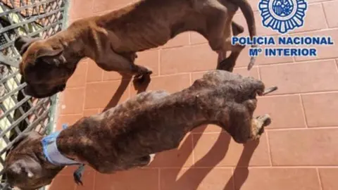 Perros abandonados V&eacute;lez-M&aacute;laga