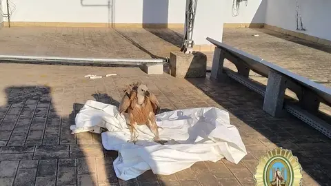 P&aacute;nico en C&aacute;diz: Un buitre se cuela en la zona de la lonja municipal