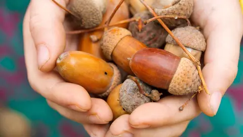 As&iacute; es como las bellotas, ricas en propiedades, mejoran el sabor del jam&oacute;n ib&eacute;rico
