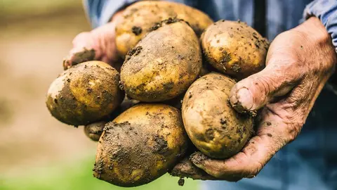 As&iacute; la patata mejora la circulaci&oacute;n sangu&iacute;nea