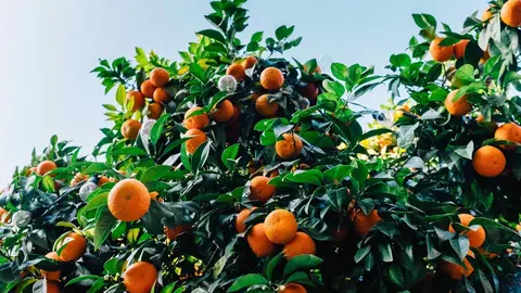 As&iacute; la mandarina previene problemas intestinales