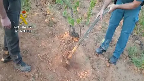 Cepos ilegales de caza en Almonte