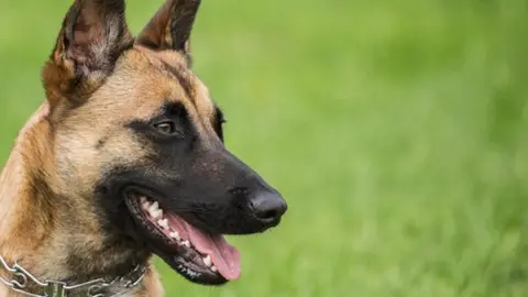 Un pastor belga malinois ha matado a otro perro en Granada