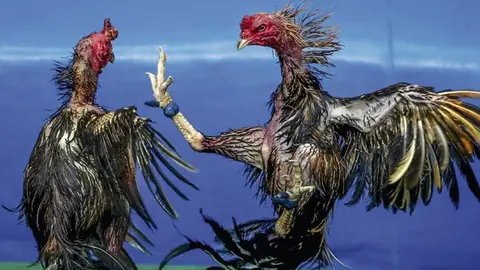 Gallos de pelea robados en C&oacute;rdoba