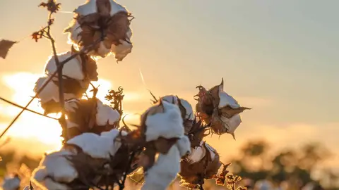 As&iacute; el algod&oacute;n se utiliza para el combustible