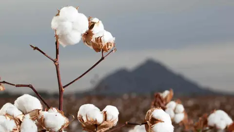 As&iacute; el algod&oacute;n contribuye en la cosm&eacute;tica