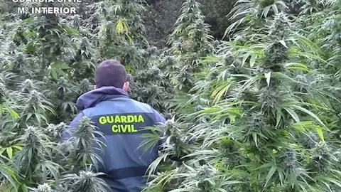 Cultivan marihuana v&iacute;a wifi en Granada