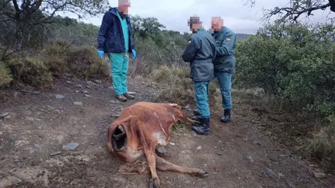 Matan a balazos a una vaca en Belmez