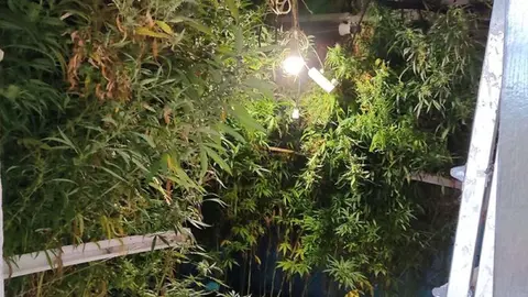 Una plantaci&oacute;n de marihuana ha sido desmantelada en Espiel