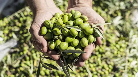 Matan a un joven mientras recog&iacute;a aceitunas en Ja&eacute;n
