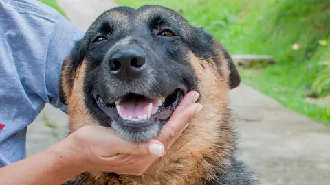 El PP de Jerez pretende seguir el modelo de Almer&iacute;a con su 'Feria Animal'