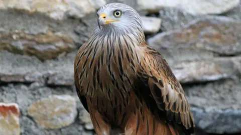 Llegan al Zoo de Jerez seis Milanos Reales, especie en peligro