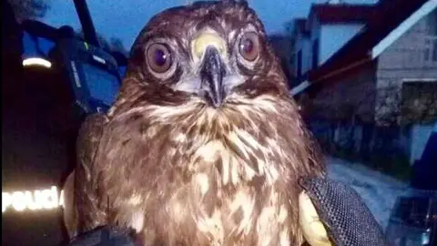 Rescatan un &aacute;guila ratonera con un ala rota en Sevilla