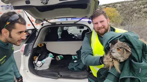 Rescatan un b&uacute;ho real herido en la A-44