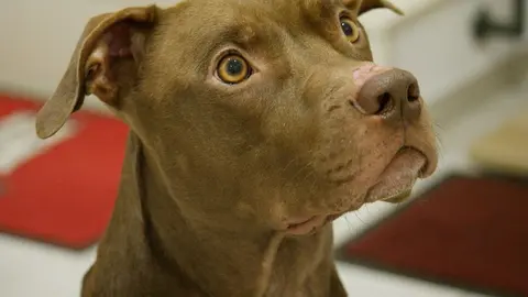 Un pitbull le arranca el brazo a un ni&ntilde;o de 4 a&ntilde;os
