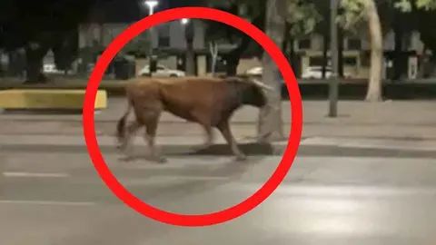 Un toro se pasea de noche por Jerez, embiste todo a su paso y provoca un accidente
