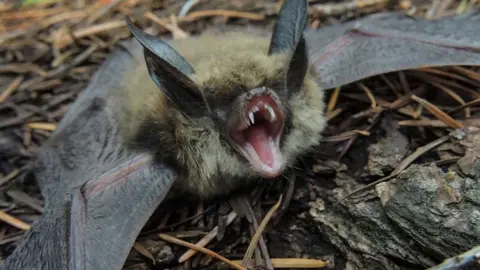 El Zoo de Jerez colabora en el seguimiento del estado sanitario de murci&eacute;lagos
