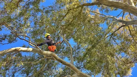 Muere en accidente laboral el guarda de una finca en Villaviciosa de C&oacute;rdoba