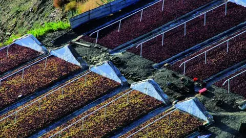 La Diputaci&oacute;n de M&aacute;laga financia paseros automatizados en Alm&aacute;char, Moclinejo y El Borge