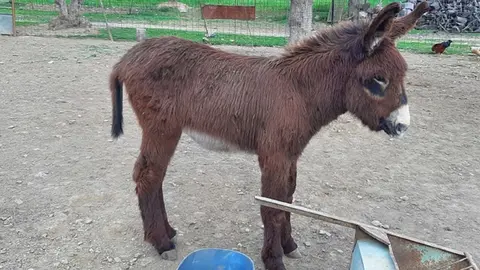 Encierran a un burro enano en una casa de Torreblanca