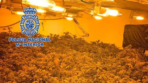 4 detenidos tras desmantelar una importante plantaci&oacute;n de marihuana en Almer&iacute;a