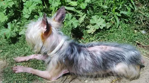 Vende cachorros por Internet en Granada tras criarlos en p&eacute;simas condiciones