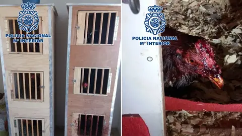 Hallan una nave en Almer&iacute;a con 51 gallos de pelea