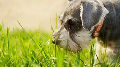 Jerez abre el nuevo parque de esparcimiento canino en Vallesequillo
