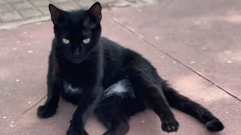 M&aacute;s de 40 gatos de la Colonia Felina de Chap&iacute;n en peligro: "Solo pedimos ayuda"