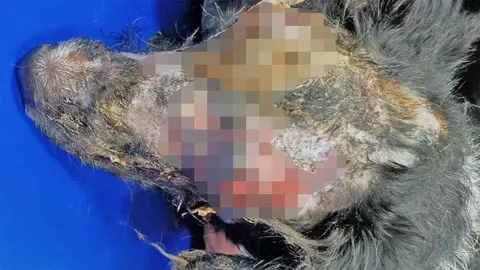 Ataque espeluznante a la perrita Mireya en Jerez