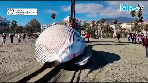 Ballena de 12 metros encontrada en una playa de Estepona.