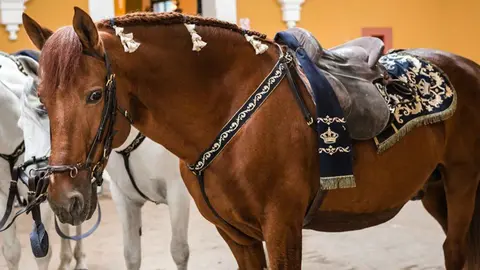 Reluxo, caballo de la Real Escuela