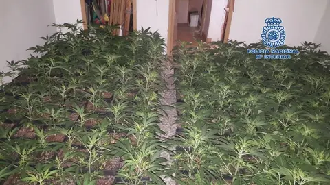 Cultivan marihuana en una vivienda de protecci&oacute;n oficial al lado de un colegio en Camas